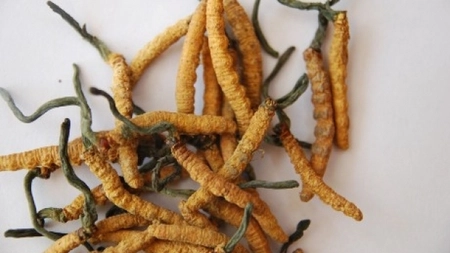 Cel mai PUTERNIC leac naturist! Ciuperca tibetana care vindeca boala secolului: CANCERUL
