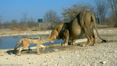 Bataie spectaculoasa intre un sacal si un leu - FOTO
