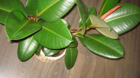 Aceasta planta ar trebui sa fie in fiecare casa. Medicii o recomanda