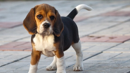 A furat un caine de la proprietar si a incercat sa-l vanda in Piata Unirii