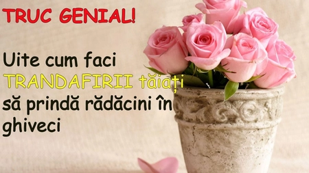 TRUC GENIAL! Uite cum faci TRANDAFIRII taiati sa prinda radacini in ghiveci