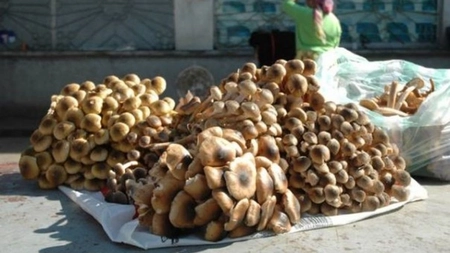 Atenție la comercianții ambulanți care vând ciuperci, din flora spontană