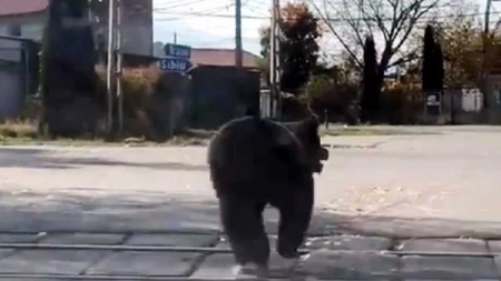 Un urs a atacat doi copii și un adult