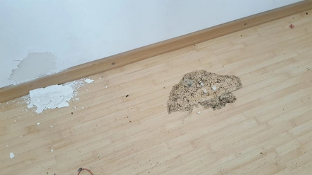 Ce să faci dacă ai mucegai sub parchet: soluţie salvatoare