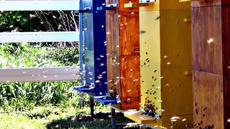 Au început primele plăți pentru apicultorii din Iași