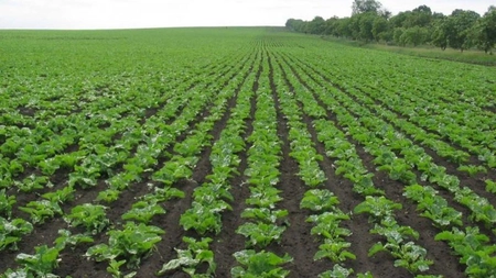 Ieșenii au cerut banii europeni pentru asigurarea culturilor agricole