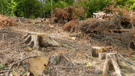 Pădurar ieșean, concediat din pricina unor lemne! Bărbatul a dat în judecată Romsilva!