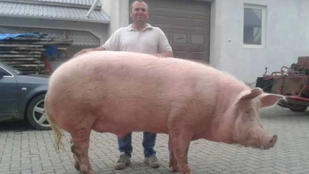Greutatea porcului. Cum o calculezi fără cântar