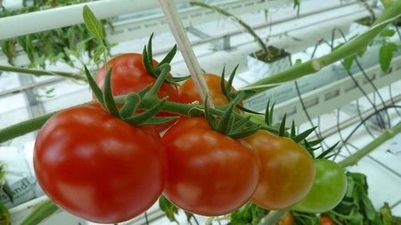 Producătorii din Iași au primit jumătate de milion de euro pentru tomatele din sere
