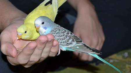 Cum dresezi peruşul. Acesta poate fi făcut să vorbească