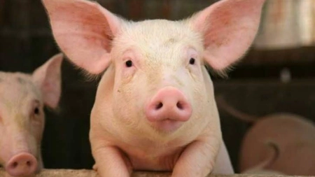 Zeci de mii de porci vor fi sacrificaţi din cauza <em class='ep-highlight'>pestei</em> porcine