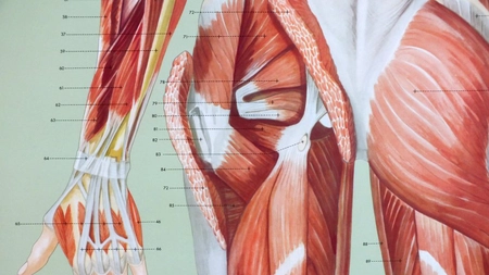 Masa musculară joacă un rol crucial în lupta împotriva cancerului