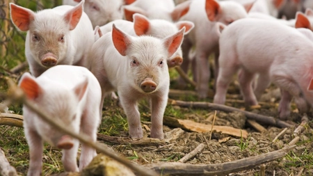 Nou focar de <em class='ep-highlight'>pestă</em> porcină la Iași. Primarul susține că s-au luat toate măsurile pentru ca virusul să nu se răspândească