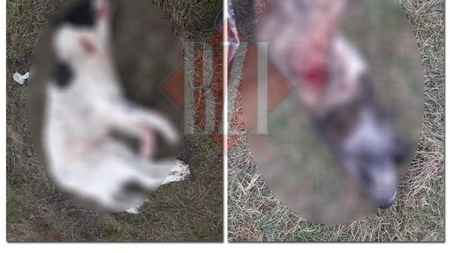 Ca în vestul sălbatic! Doi câini au fost executați cu o armă de vânătoare! S-a tras dintr-o mașină oprită în drum, iar ucigașii s-au făcut nevăzuți - FOTO, VIDEO