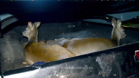 Un nou caz de braconaj la Iași. Căprioare vii, descoperite într-o mașină de teren