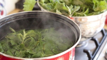 Decoct de urzici tinere pentru diabet: o reţetă specială, cu efecte puternice