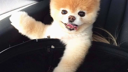 Rezultatele testelor făcute câinelui, suspect de coronavirus