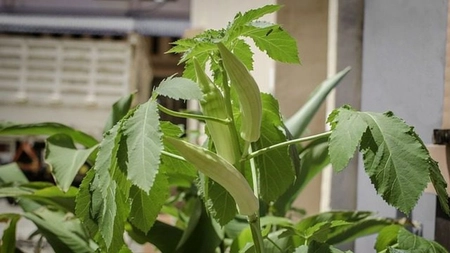 Plantă care reglează glicemia, combate colesterolul, întăreşte imunitatea