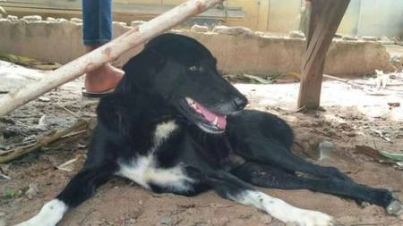 Un cățel cu doar trei lăbuțe, dar inimos, a salvat viaţa unui bebeluș îngropat de către mama sa