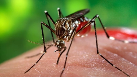 Epidemie de malarie în Zimbabwe, ţară aflată în izolare pentru combaterea Covid-19