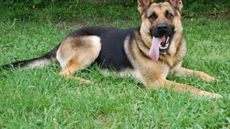 Proprietarul unui câine ciobănesc german a fost amendat de Poliție, după ce patrupedul său a mușcat un bărbat