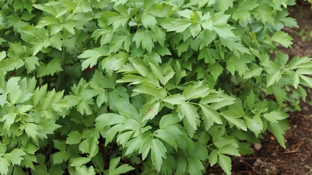 Acţiunea terapeutică a leuşteanului. De ce este aşa de recomandat