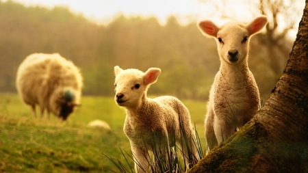 Decizie ANSVSA: Cum se pot sacrifica mieii? S-a stabilit o derogare de la lege