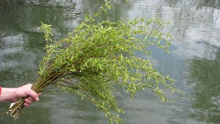 Legenda salciei de Florii. Ce semnifică salcia?