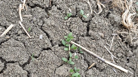 Direcţia pentru Agricultură Judeţeană şi APIA exind programul constatării pagubelor produse de secetă