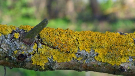 Cum se îndepărtează muşchii de pe copaci. Soluţie naturistă