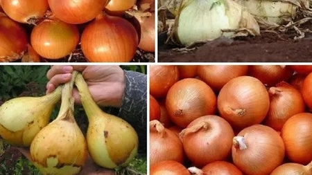 Sfaturi pentru a obţine o recoltă bogată de ceapă