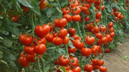 Cum să ai roşii mari şi frumoase. Sfaturi pentru cultivarea plantelor
