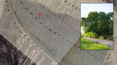 Veteranii din Primul Război Mondial la Iași! Cercetătorul Marius Chelcu prezintă povestea inedită a stejarilor din Mârzești