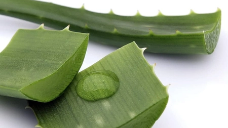 Beneficiile aloe vera asupra organismului