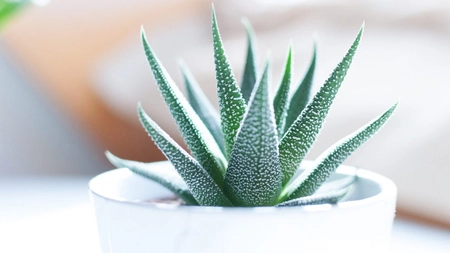 Elimina matreata si cosurile: iata beneficiile pentru piele ale Aloe Vera!