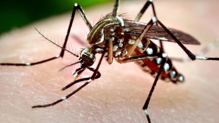 Primul caz de infectare cu virusul West Nile din acest sezon, raportat la Buzău