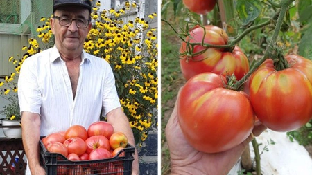 Cum prepari un îngrăşământ natural pentru roşii