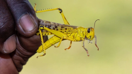 Nepalul oferă bani pentru cei care prind lăcuste! Cât mai costa kilogramul