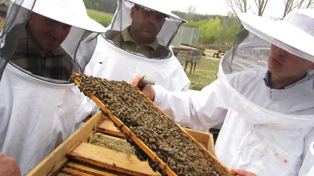 Apicultorii vor putea testa calitatea mierii de albine şi după data de 1 august