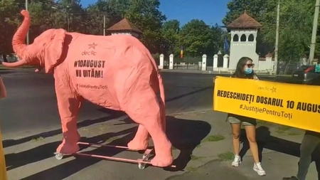 Protest în Bucureşti. Un grup civic cu un elefant roz scandează în faţa Palatului Cotroceni - VIDEO/ UPDATE