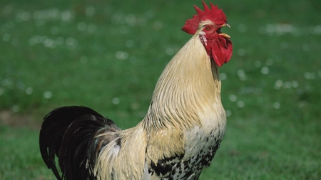 Un bărbat din Italia a fost amendat cu 166 de euro din cauza cântecului cocoșului său