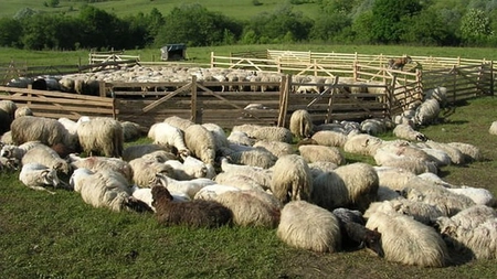 Oierii din Iași, nemulțumiți de sumele acordate de Ministerul Agriculturii pentru fermierii afectați de pandemia de COVID-19. Cioban din Iași: 