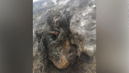 Un urs din epoca glaciară, perfect conservat a fost găsit în Rusia - chiar și nasul său este intact