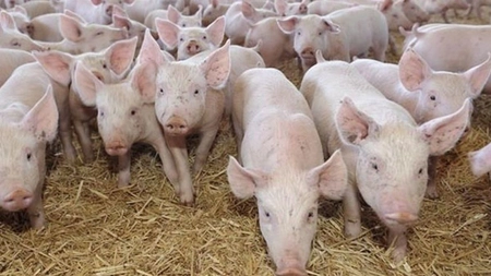 În Iași sunt active 21 de focare de pestă porcină, un număr dublu față de cel înregistrat în anul 2019. Medicii veterinari au închis, în anul 2020, alte 5 focare de PPA
