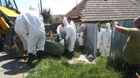 Alerta în țară. Focar de pestă porcină africană, descoperit în Bârlad. Ce măsuri de prevenire s-au luat