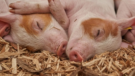 Sads-Cov: un coronavirus nou transmis de porci?