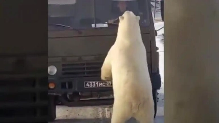 10 urși polari, asalt la un camion de gunoi, pe un drum din Rusia Arctică