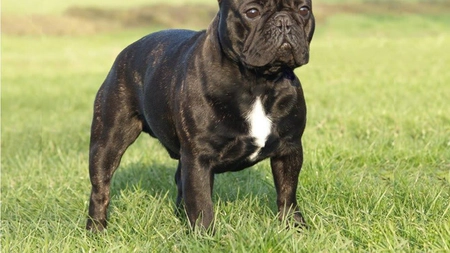 Cel mai controversat edil! Un câine a fost ales primar. Stăpâna: „A făcut multe campanii”