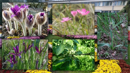Știați? Ele sunt cele mai rare plante din lume și se găsesc la Grădina Botanică 