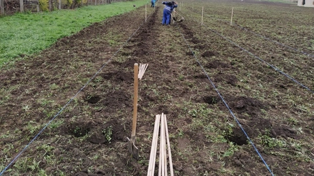 Un mare proprietar din Iași reface un conac istoric, o plantație pentru livadă și o mică podgorie cu viță-de-vie de 2,5 hectare (EXCLUSIV)